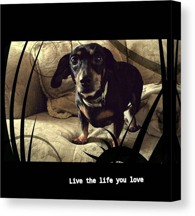 Livelife Canvas Print featuring the photograph Live The Life You Love #livelife by Daryl Macintyre