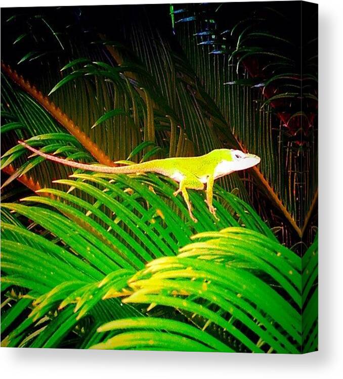 Wildlife Canvas Print featuring the photograph #lizard #wildlife #bestoftheday by Jeff Jordan