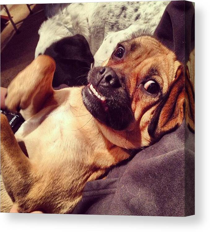 Puggle Canvas Print featuring the photograph Lola Shows Off Her #underbite. #puggle by Kristen Mitteness