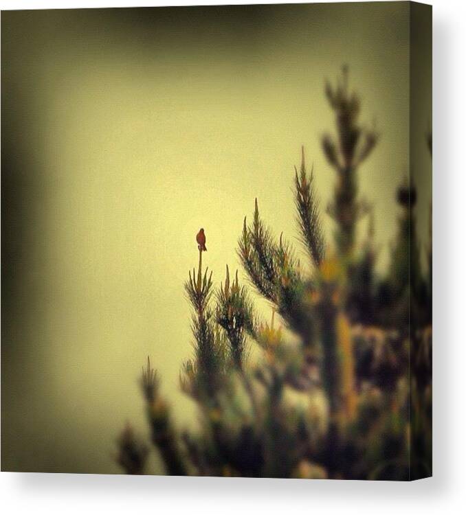 Beautiful Canvas Print featuring the photograph Lonely Little Bird #instagood by Ryan Matthew 