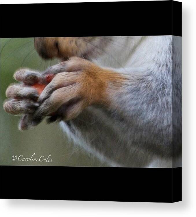 Icatch Canvas Print featuring the photograph Look At Those Fingers! #squirrel by Caroline Coles