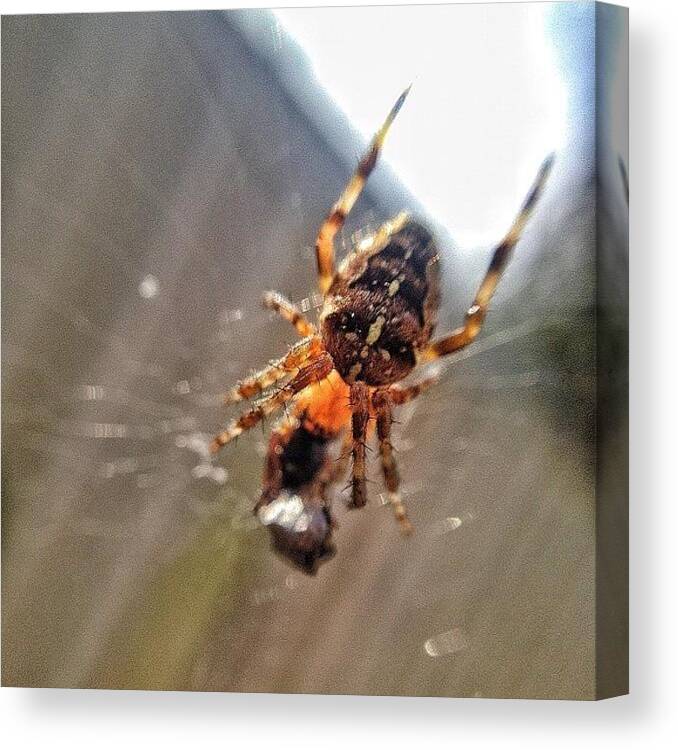 Web Canvas Print featuring the photograph Looks Like The Spider Gone And Caught by Jack Wilson