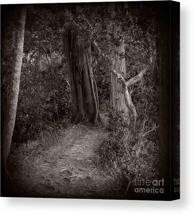 Forest Canvas Print featuring the photograph Lost in the Forest by Sharon Mau
