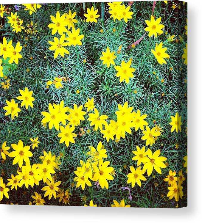 Flowers Canvas Print featuring the photograph Lots Of Yellow #flowers by Lisa Thomas