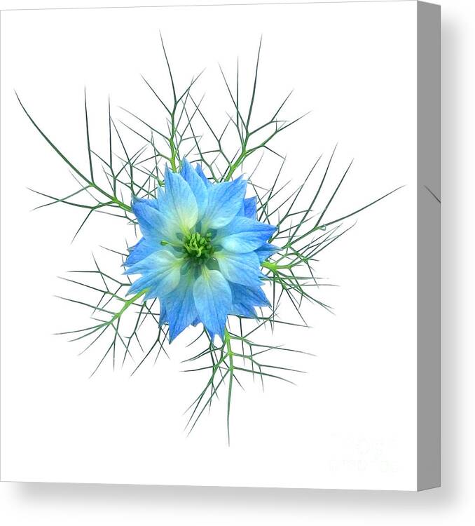 Love In A Mist Canvas Print featuring the photograph Love In A Mist by Susan Wall