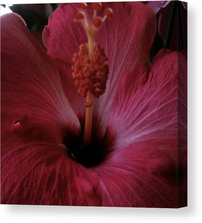  Canvas Print featuring the photograph Love This Color by Samantha Hornsby