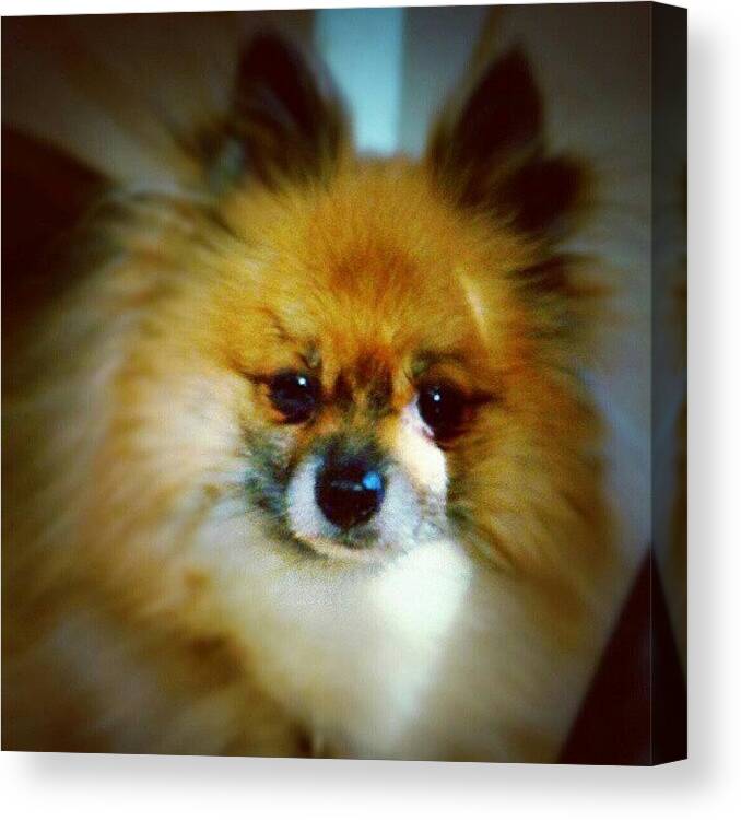 Cute Canvas Print featuring the photograph Lucky :) #dogs #pomeranian by Keikei Kelly