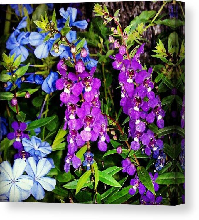  Canvas Print featuring the photograph Lush Colors by Percy Bohannon