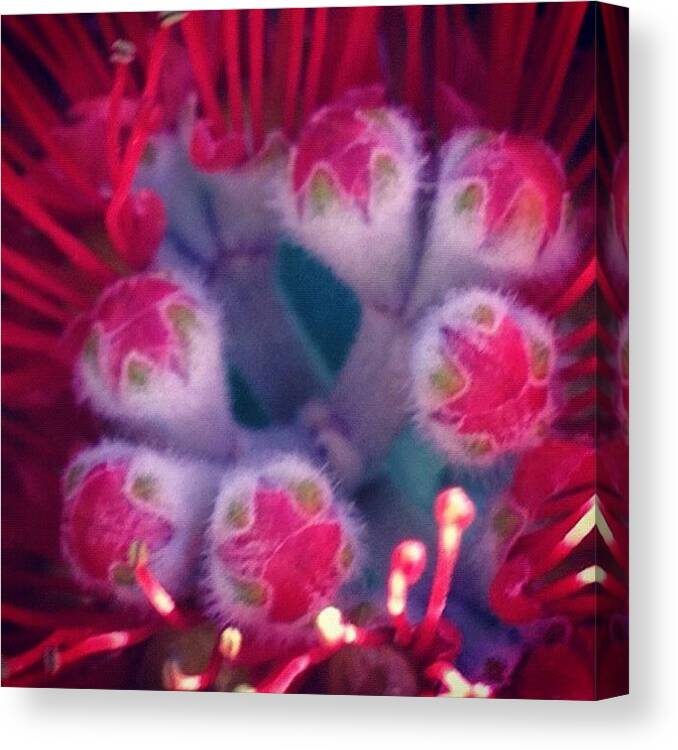 Love Canvas Print featuring the photograph Macro Aussie Flora by Lesley Asis