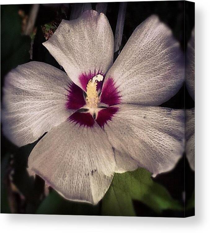 Iphoneonly Canvas Print featuring the photograph #macromania #macro_flower by Christina Pabustan