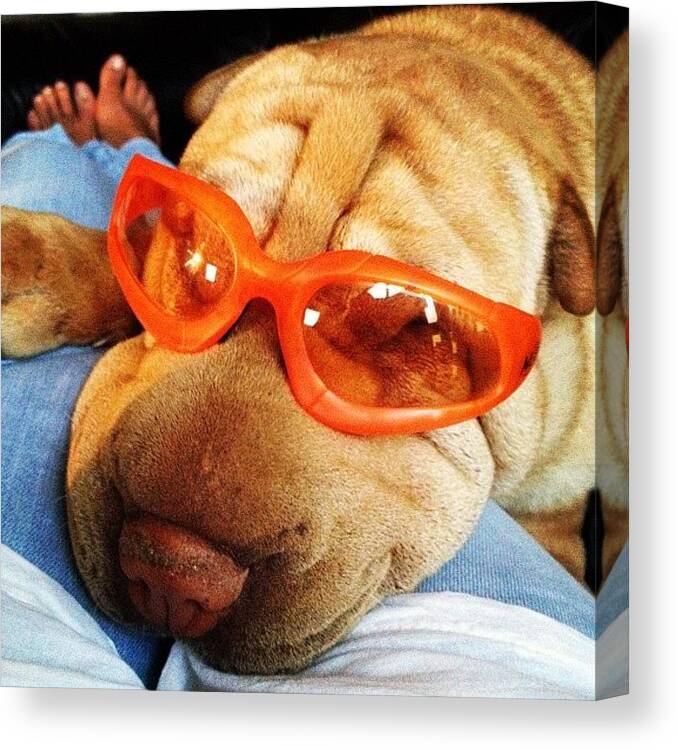 Sharpei Canvas Print featuring the photograph Mad science by Valeria Paulon