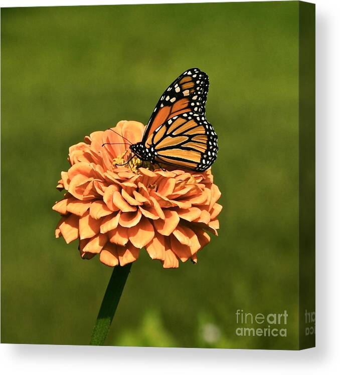 Monarch Canvas Print featuring the photograph Made For One Another by Byron Varvarigos