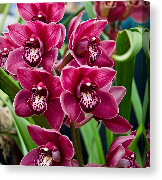 Orchid Canvas Print featuring the photograph Magenta Orchids by Margaret Pitcher