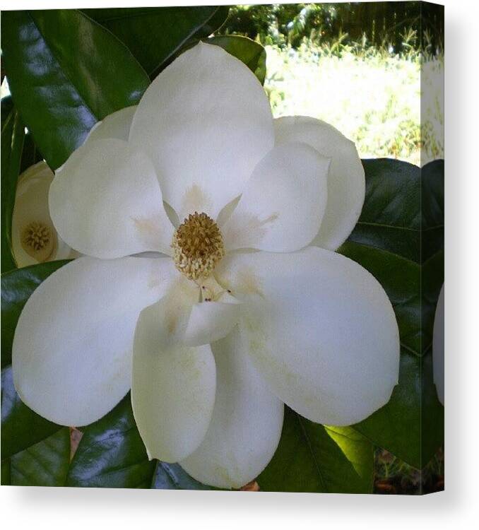 Beautiful Canvas Print featuring the photograph Magnolia Beauty by Samantha Hornsby