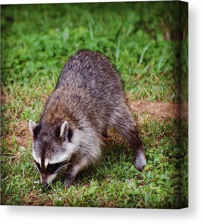 Animal Canvas Print featuring the photograph Mama Raccoon by Rob Gibson