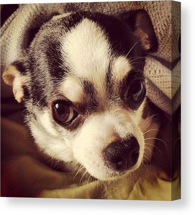 Chihuahuasofinstagram Canvas Print featuring the photograph Mamma, I Was Aseepin'. #dog by Shari Malin