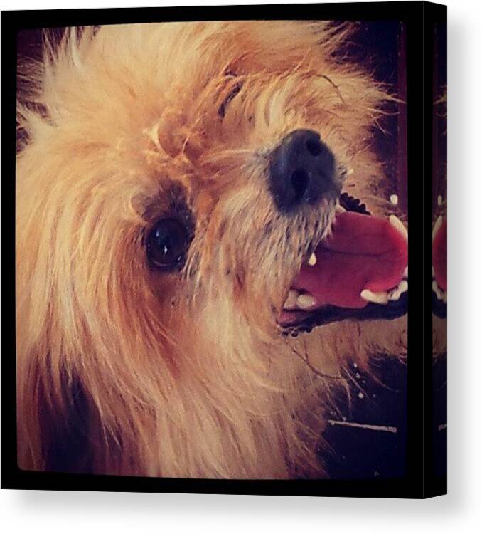  Canvas Print featuring the photograph Marley :) by Vishal Joseph