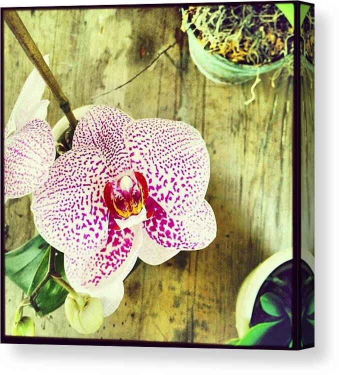 Botany Canvas Print featuring the photograph Marveling At My Mama's #orchids - I by Kiki Bird