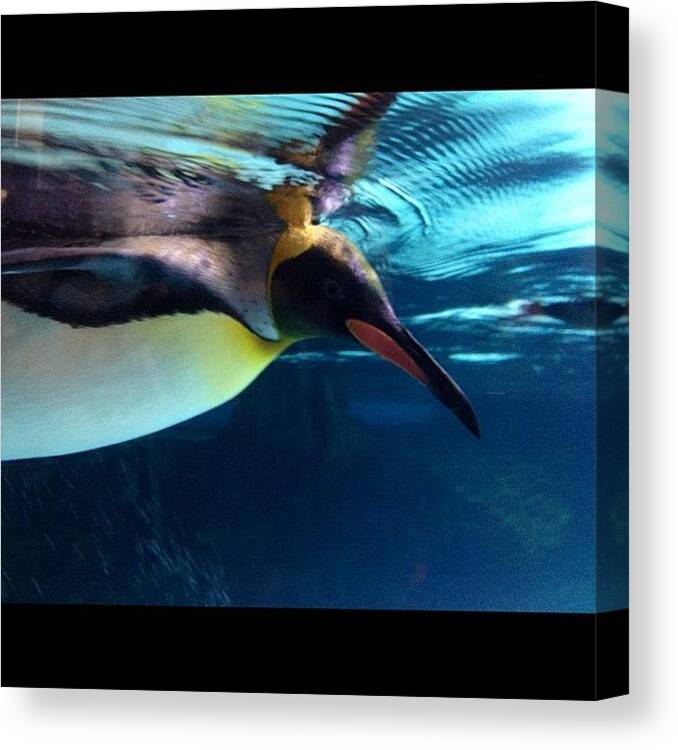 Melbourne Canvas Print featuring the photograph #melbourneaquarium #penguin #underwater by Tony Keim