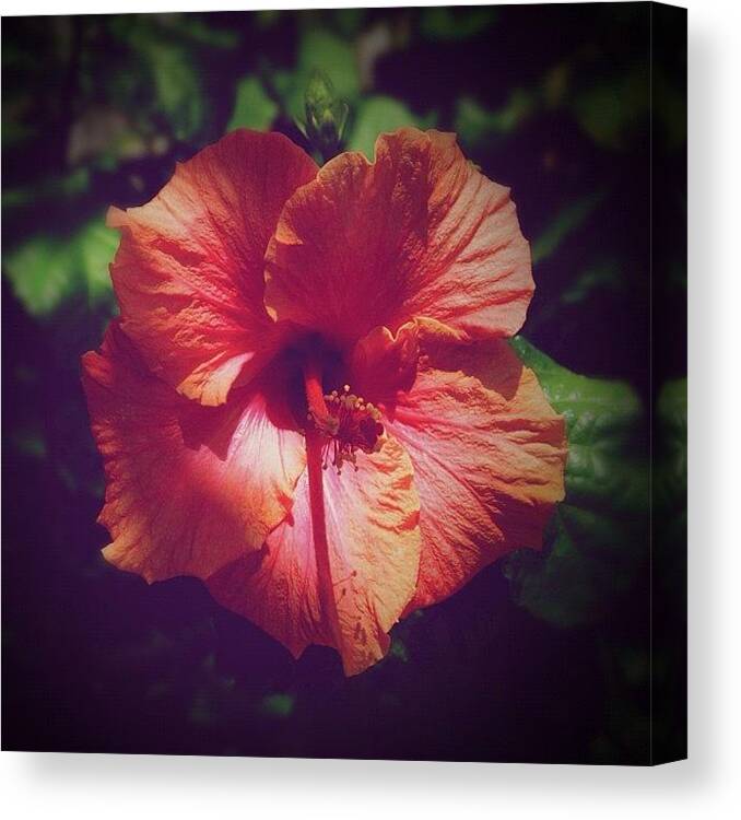 Summer Canvas Print featuring the photograph Mighty Hibiscus II by S Michelle Reese