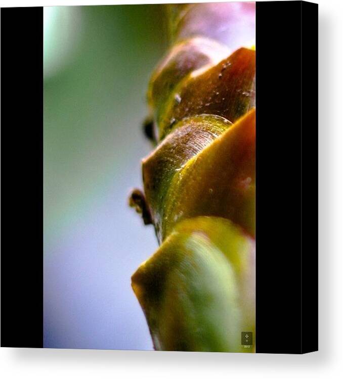 Plants Canvas Print featuring the photograph Modern & Nature Series #abstract by The Art.box