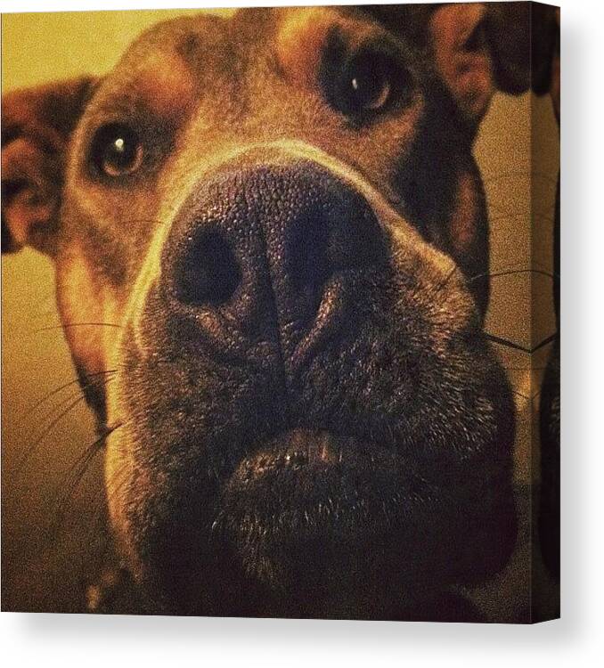 Bullybreed Canvas Print featuring the photograph Mom. Hey, Mom. Mom. I Love You. #dog by Katie Anderson