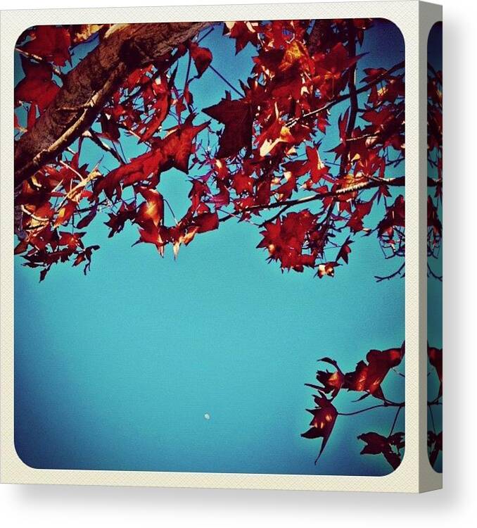 Blue Canvas Print featuring the photograph Moon Tree #iphoneography by Kendall Saint