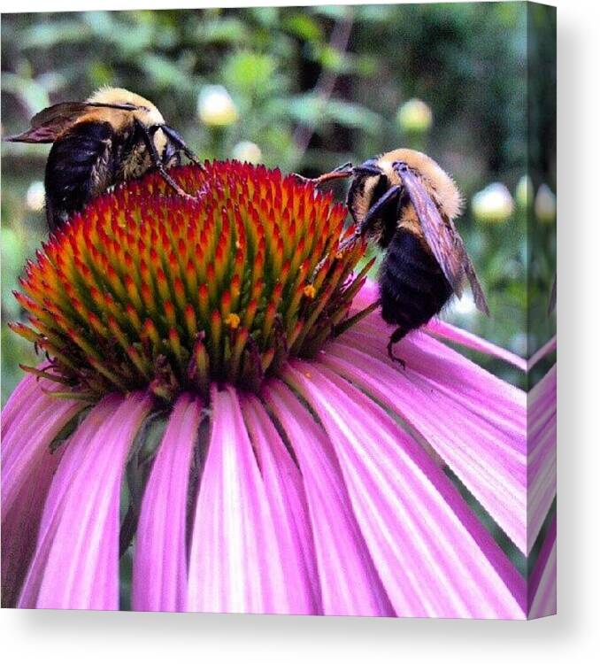 Beautiful Canvas Print featuring the photograph More #bees . Another #beautiful by Carla From Central Va Usa