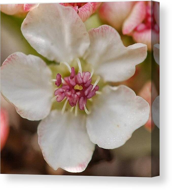 Flower Canvas Print featuring the photograph ...more Simplicity by Penni D'Aulerio