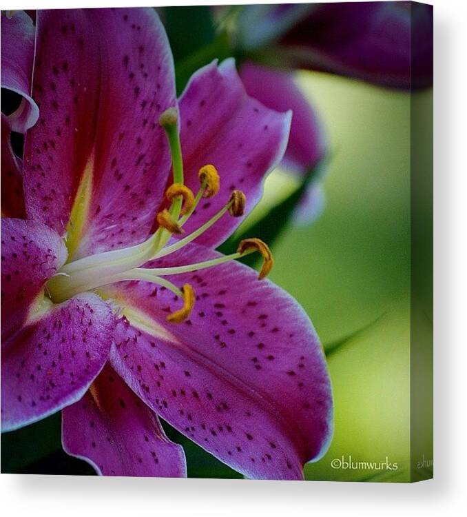Mobilephotography Canvas Print featuring the photograph Morning Affirmation by Matthew Blum