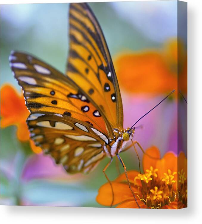 Butterfly Canvas Print featuring the photograph Morning Butterfly by Joel Olives