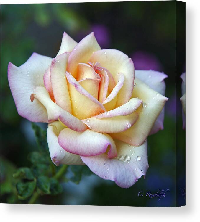 Rose Canvas Print featuring the photograph Morning Dew by Cheri Randolph