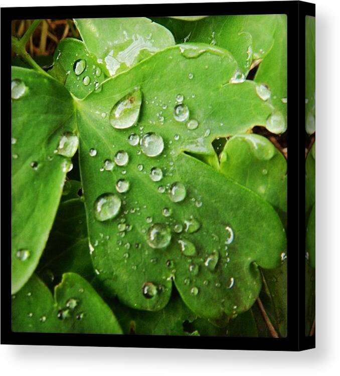 Beautiful Canvas Print featuring the photograph Morning. #dew #nature #tagsforlikes.com by Paul Taylor