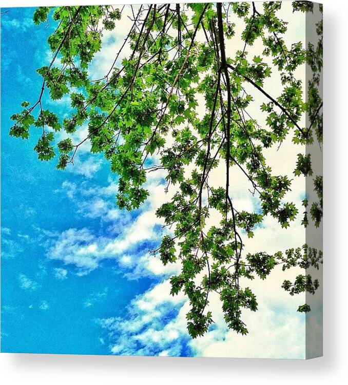 Peace Canvas Print featuring the photograph #morning #light #tree #beauty #nature by Rachel Fox Burson