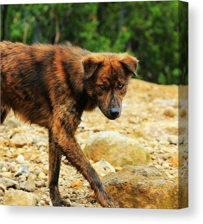Walking Canvas Print featuring the photograph #mountain #dog #animal #wolf #wild by Fajar Triwahyudi