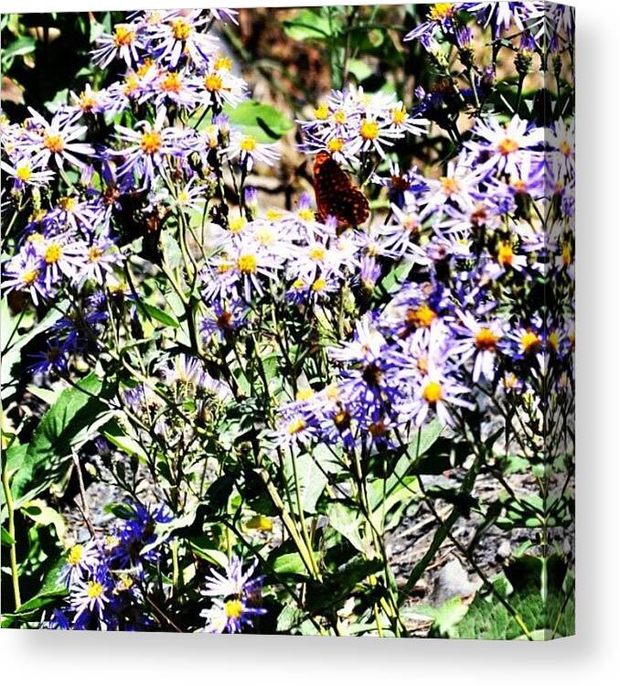  Canvas Print featuring the photograph Mountain Wild Flowers by Jason Thueson