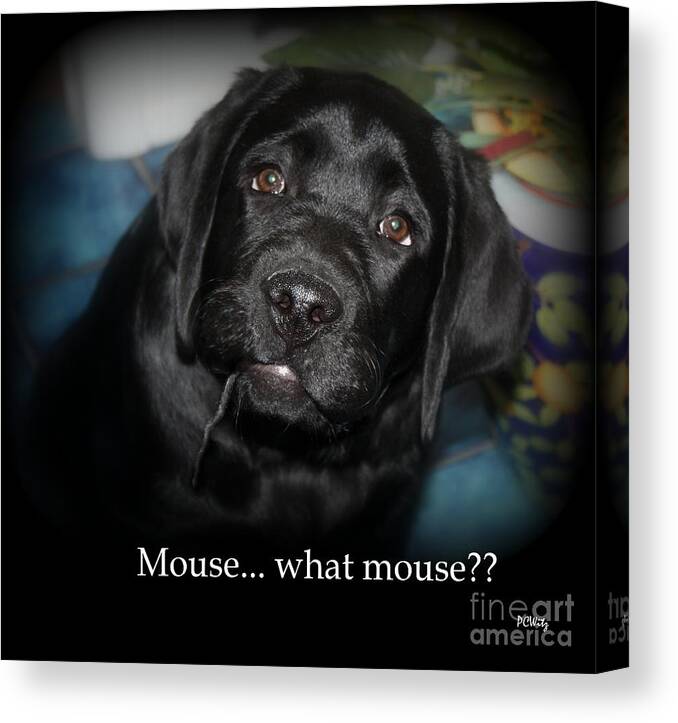 Dog Canvas Print featuring the photograph Mouse---What Mouse by Patrick Witz