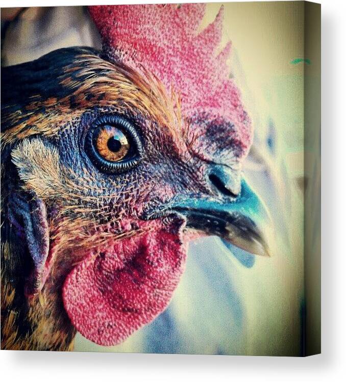 Farm Canvas Print featuring the photograph Ms. Julia, My Mom's Rescue Chicken by Emma Holton