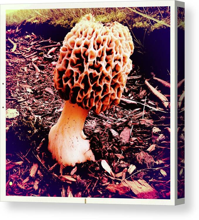 Mushroom Canvas Print featuring the photograph Mushroom Mushroom by Kris Paukstys