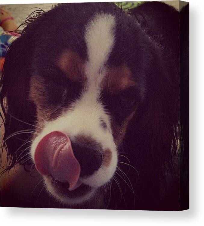 Cute Canvas Print featuring the photograph My Buddy, King #king #kingcharles #dog by Danielle McNeil