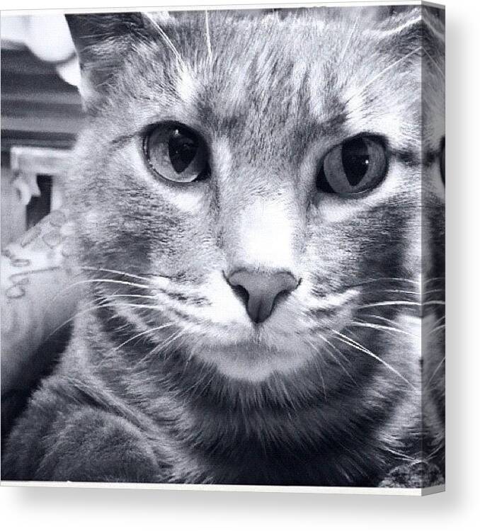  Canvas Print featuring the photograph My Cat Won't Let Me Paint by Abril Andrade