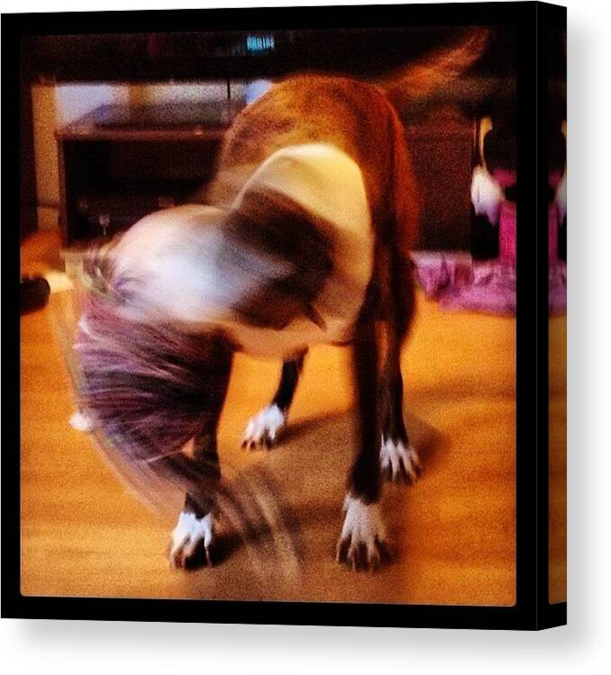 Dog Canvas Print featuring the photograph My #dog Going A Bit #mental With His Toy by Jon Swift