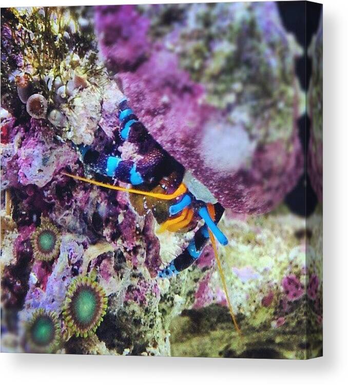 Blue Canvas Print featuring the photograph My #electric #blue #hermit #crab Name by Raz Schweitzer