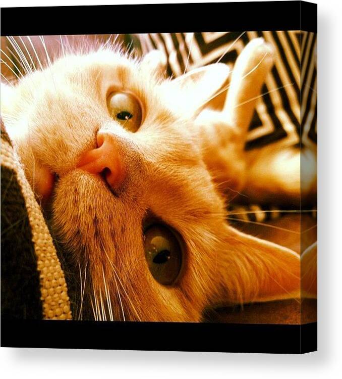 Cute Canvas Print featuring the photograph My #kitty #cat Is Too #cute by Stevie Carlyle