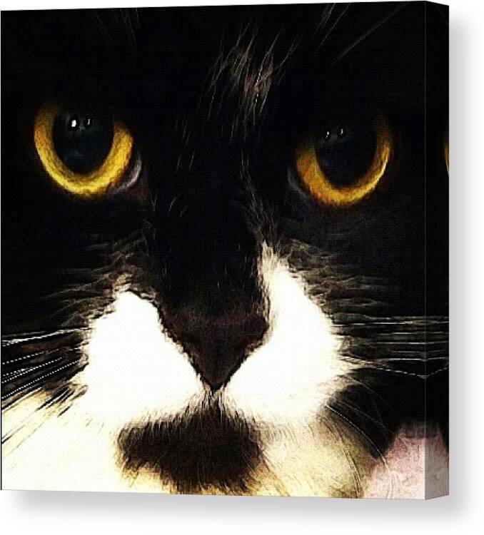 Kawai Canvas Print featuring the photograph My #kitty #cat #ming #ragamuffin #neco by Debi Tenney