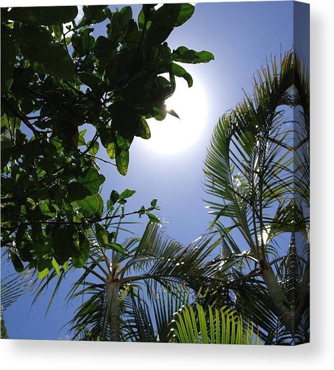 Tree Canvas Print featuring the photograph My Orange Tree;) #hawaii #tree #sunny by Eri B