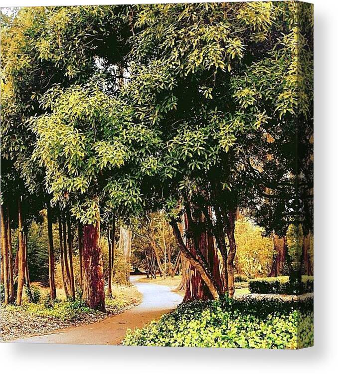 Path Canvas Print featuring the photograph My Photographic Session by Karen Winokan
