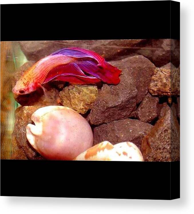 Fightingfish Canvas Print featuring the photograph My Purple/pink Fighting Fish by Ica Mercado 💋
