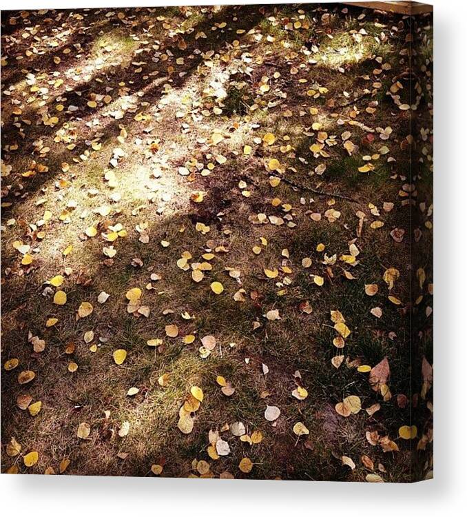 Canvas Print featuring the photograph My Yard The Leaves 🍁🍃🍂🌾 by Ashley Blanchard