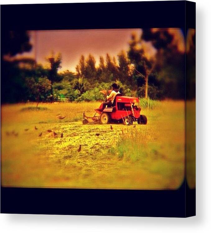 Random Canvas Print featuring the photograph Mynahs And Mowing Vehicle by Szu Kiong Ting